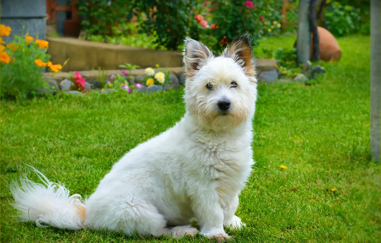 Photo wallpaper Grass, Dog, The West highland white Terrier