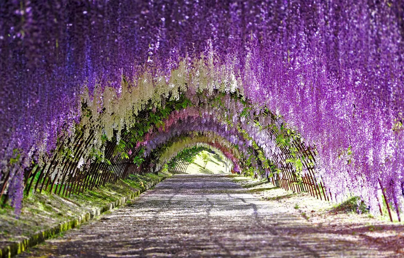 Photo wallpaper Japan, beautiful, garden, tunnel, Vines, Wisteria
