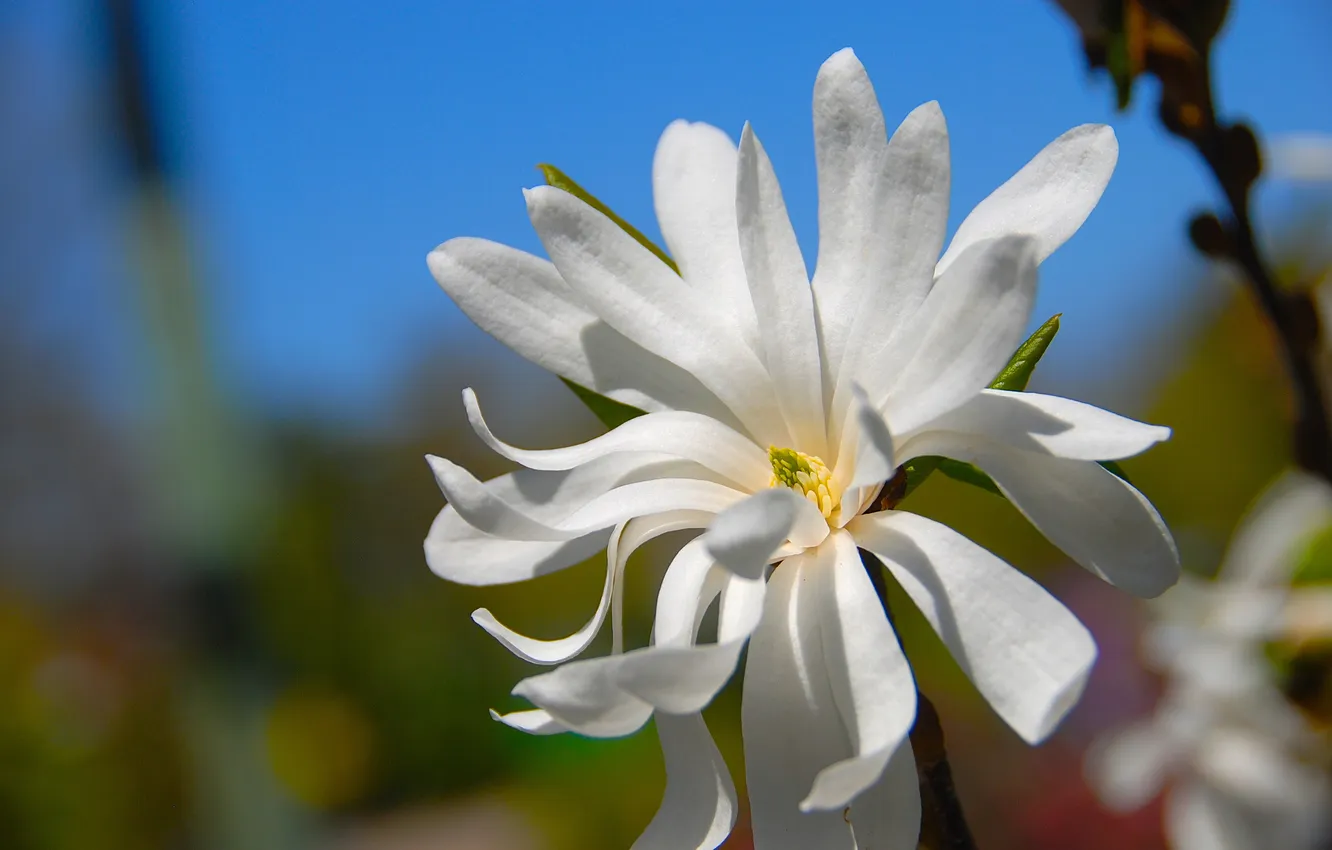 Photo wallpaper the sky, flowers, nature, plant, petals