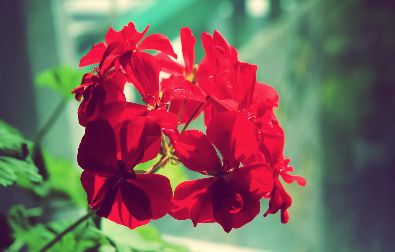 Photo wallpaper macro, flowers, red, green, bright, beautiful, beautiful, geranium