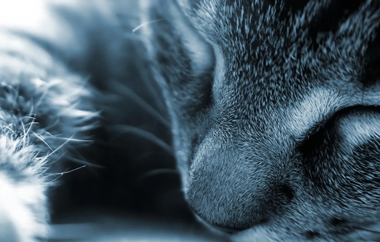 Photo wallpaper cat, macro, sleep