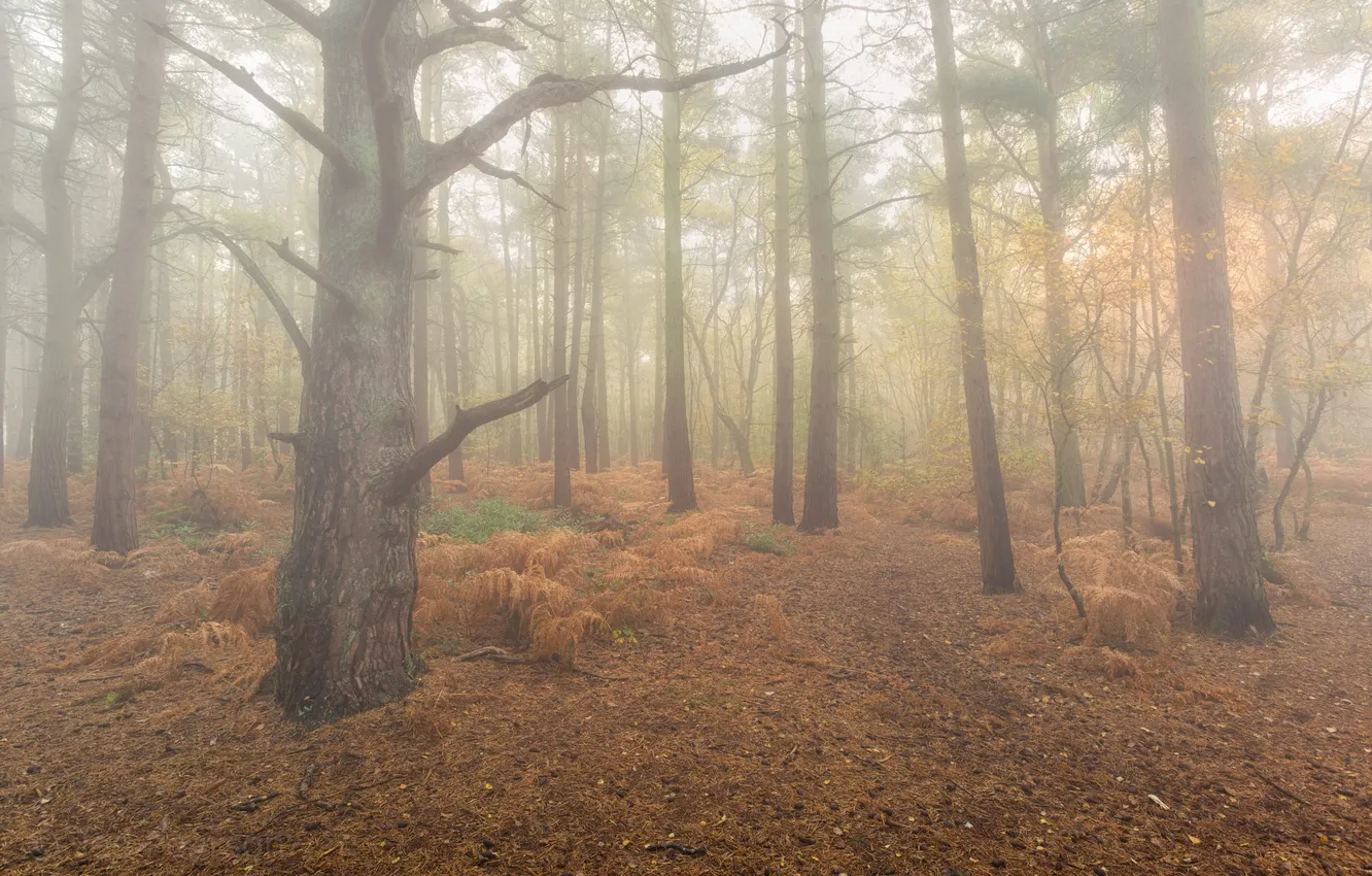 Photo wallpaper autumn, forest, fog