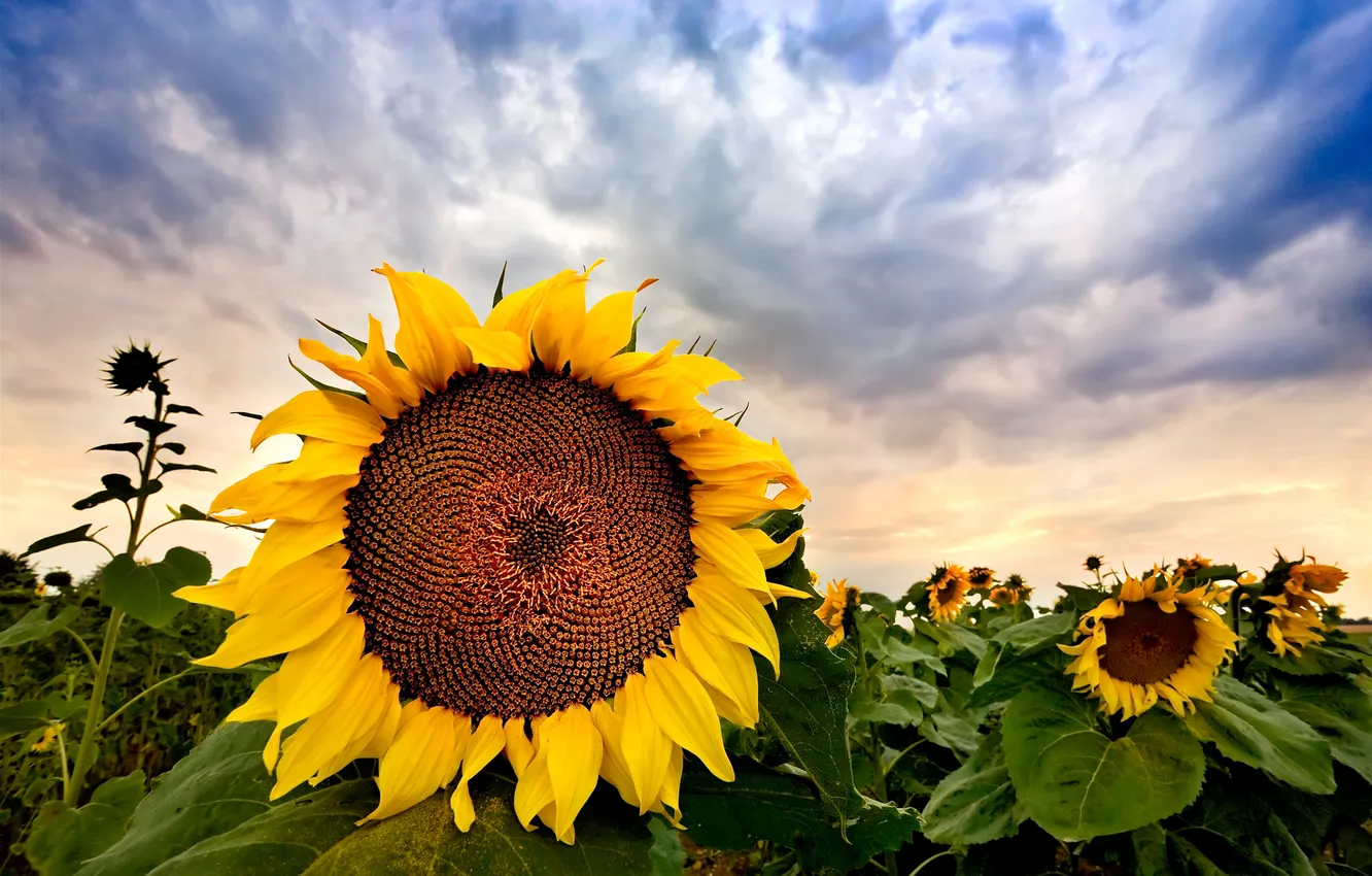 Photo wallpaper field, the sky, sunflowers