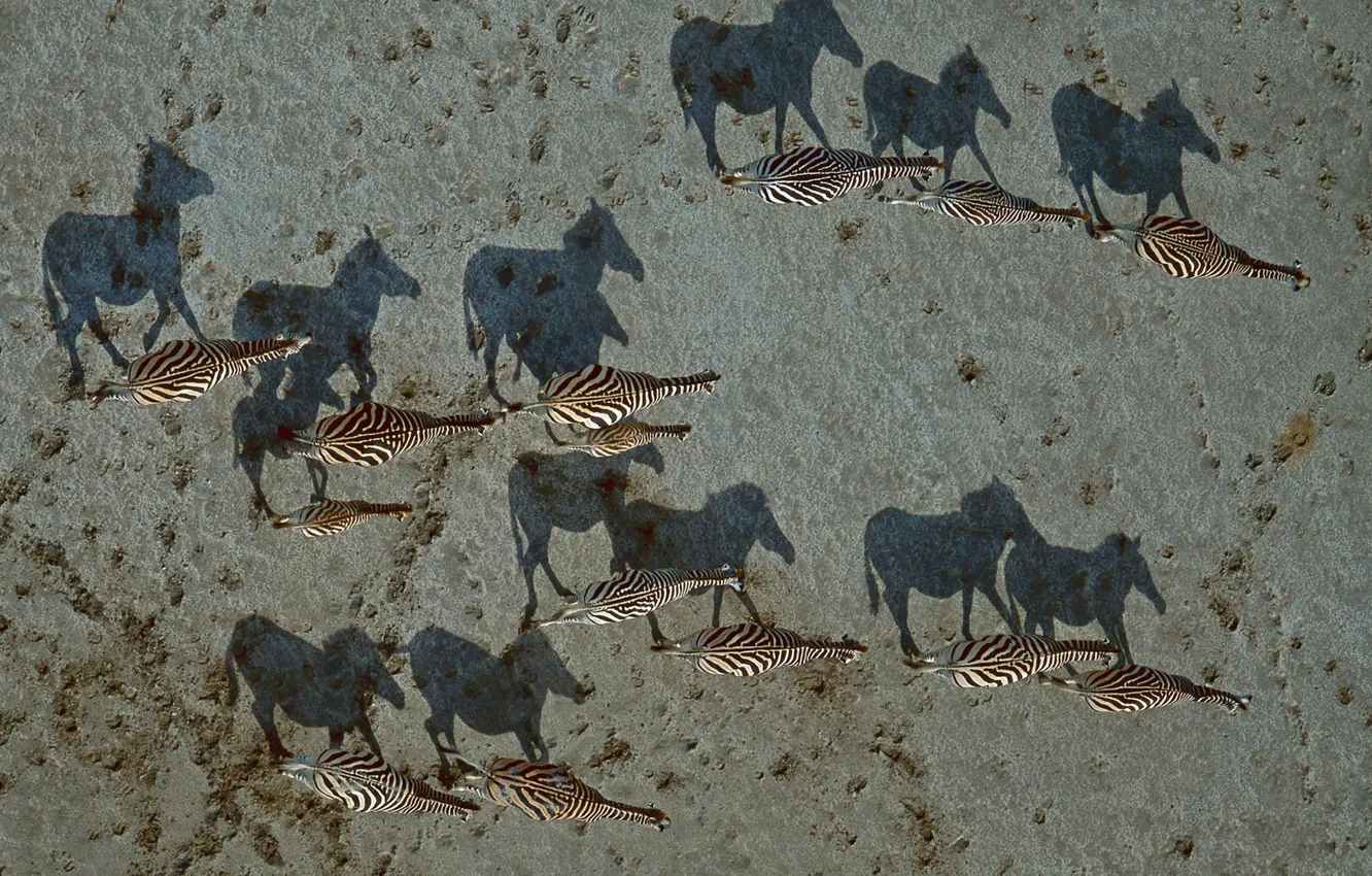 Photo wallpaper shadow, Zebra, Africa, Botswana