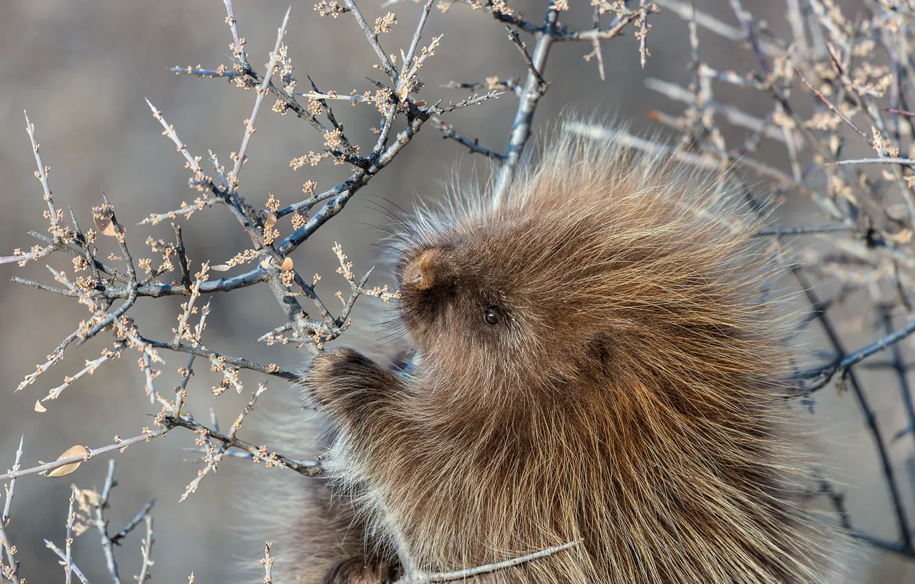 Photo wallpaper branches, cub, face, rodent, Porcupine