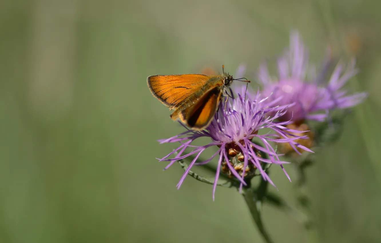 Photo wallpaper nature, background, butterfly, sitting on a flower