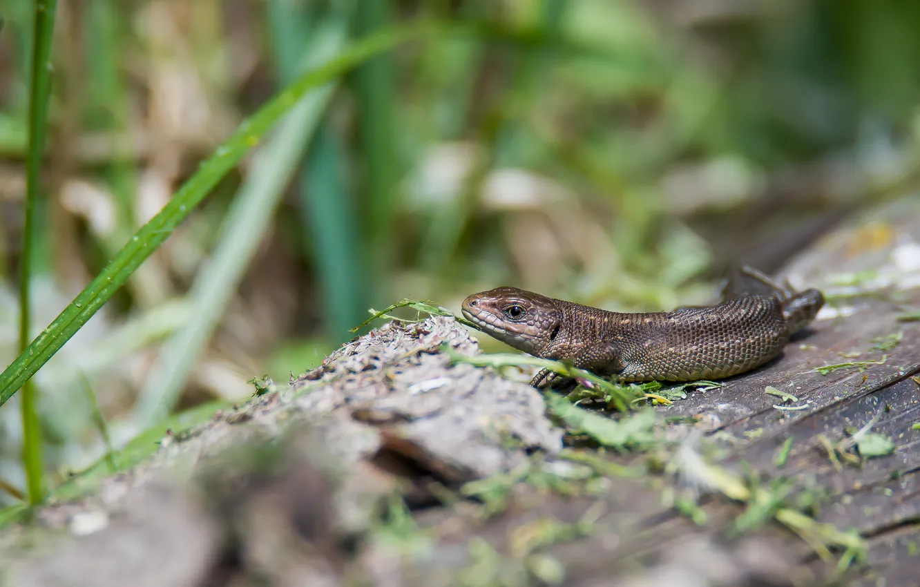 Photo wallpaper animal, spring, photohunt, lizard Warbler.