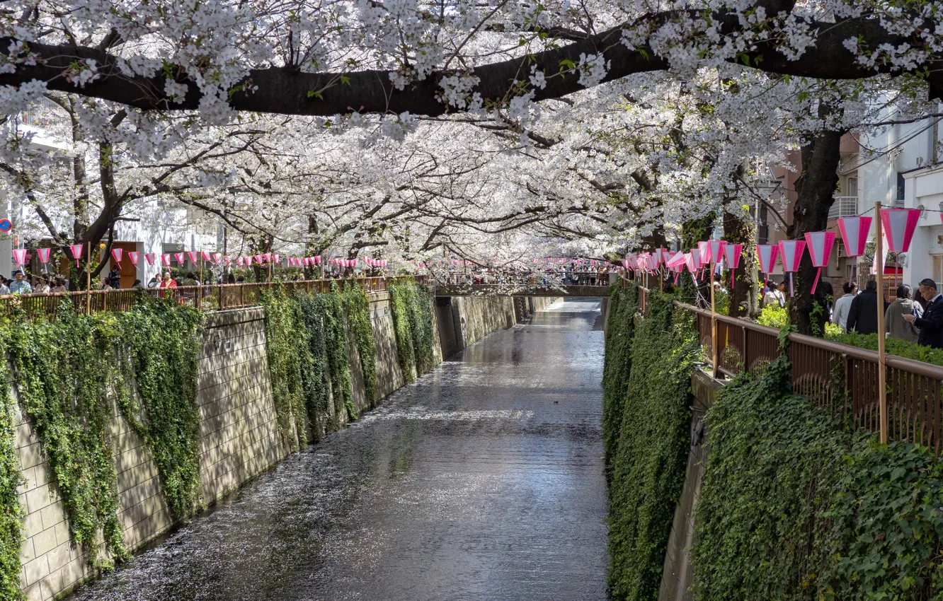 Photo wallpaper The city, Spring, Trees, River, Sakura, Japan, Channel