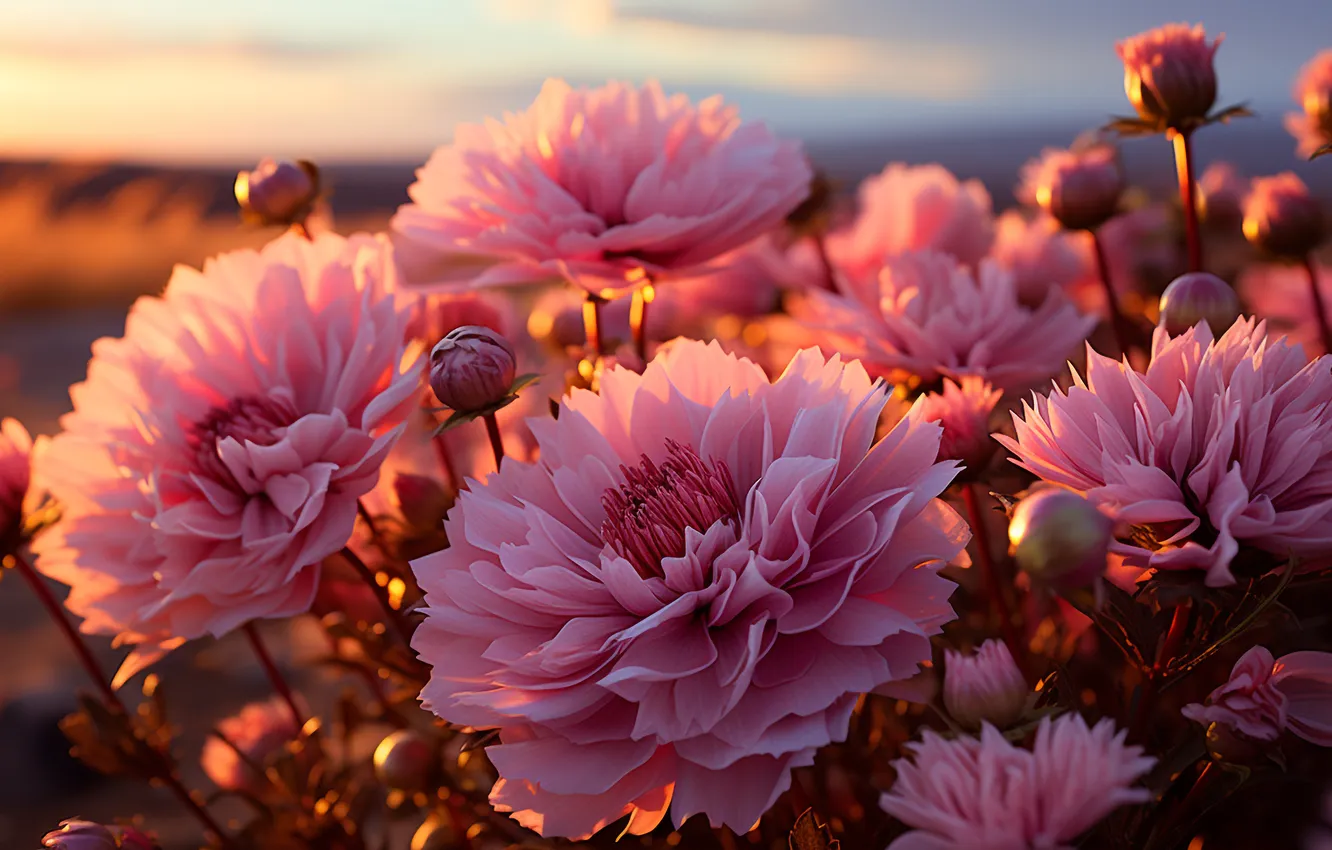 Photo wallpaper field, light, flowers, nature, Bush, pink, buds, bokeh