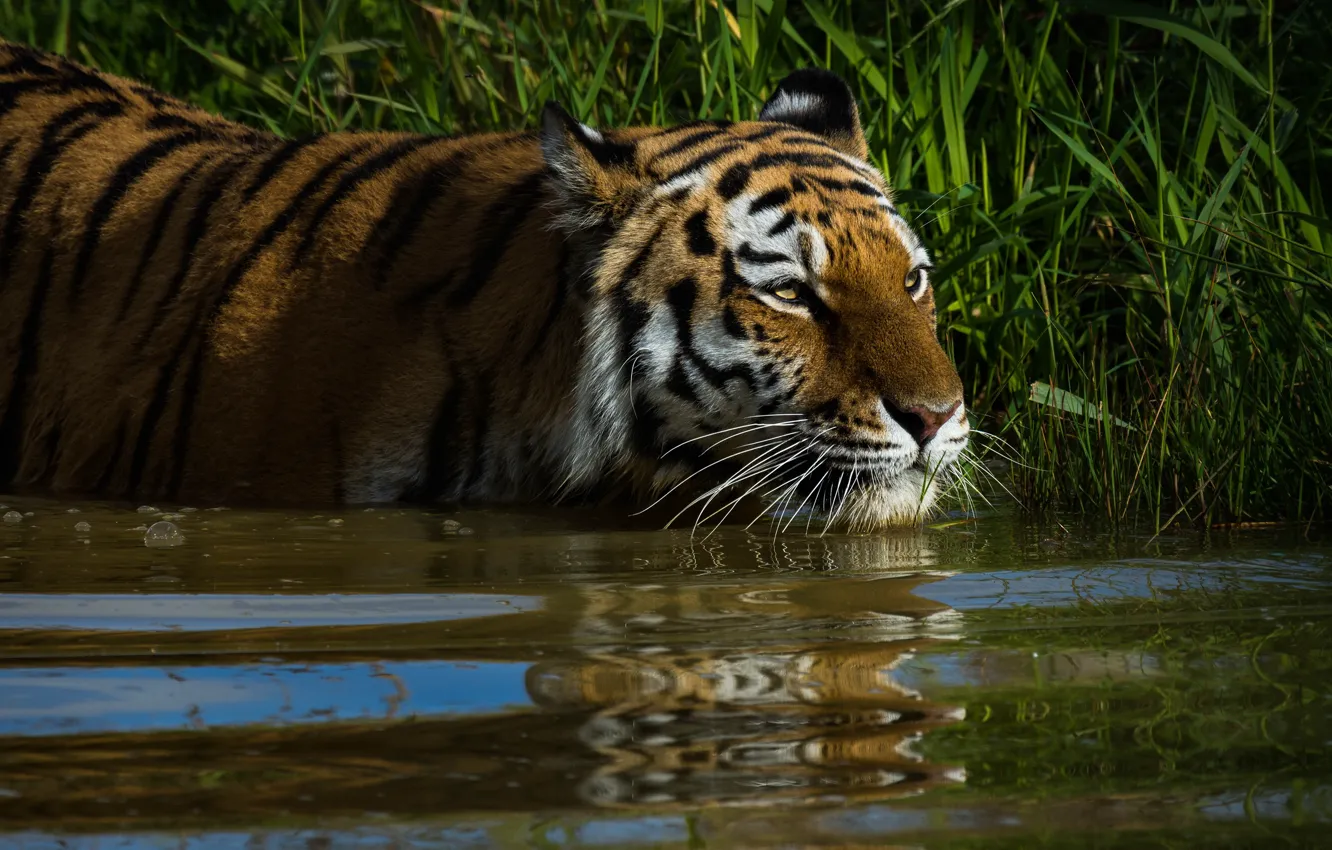 Photo wallpaper grass, look, face, water, cats, tiger, reflection, background