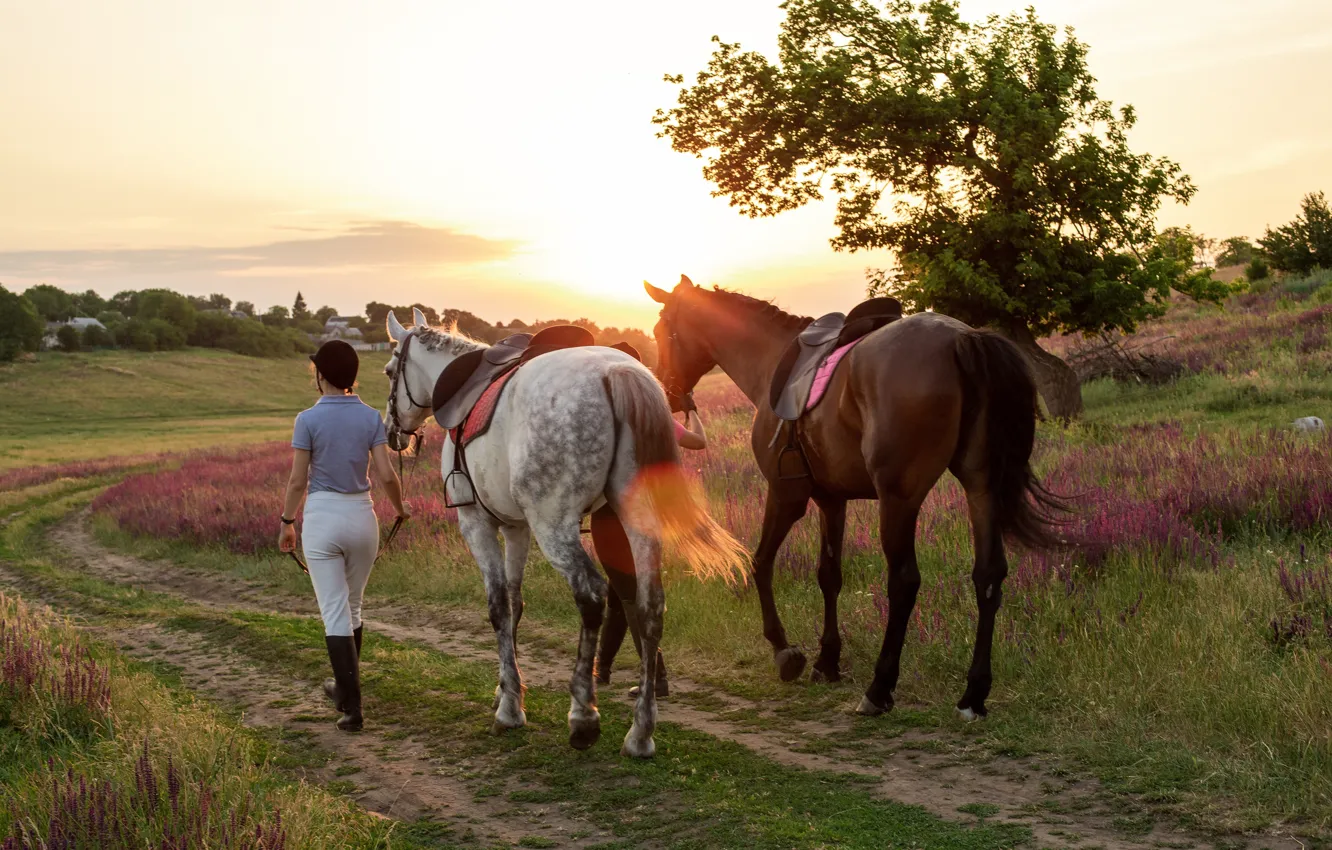 Photo wallpaper girl, horse, horse, walk