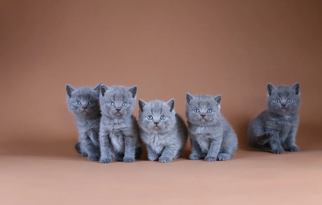 Photo wallpaper cats, background, kittens, kids, a lot, British, brood