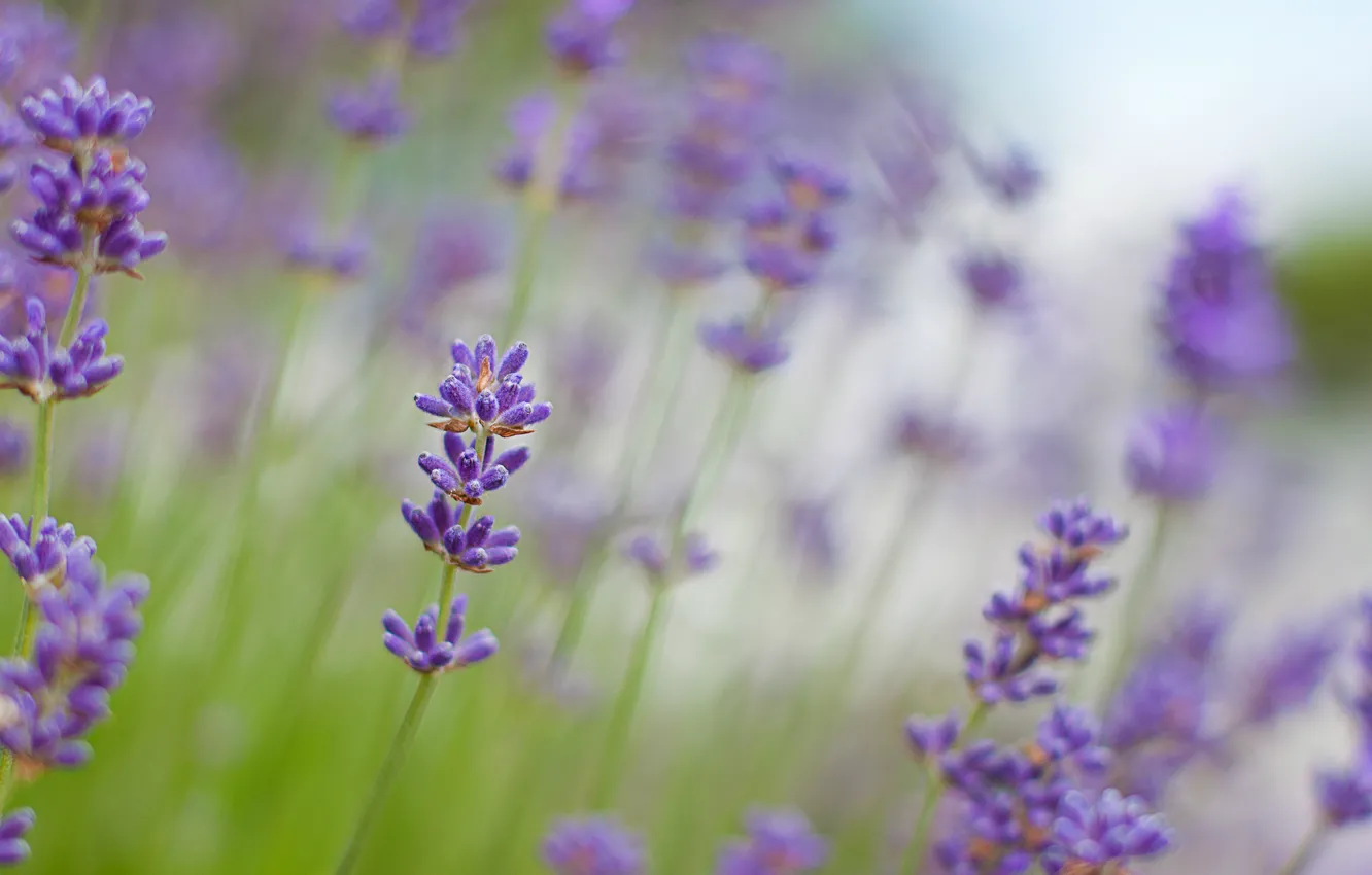 Photo wallpaper macro, flowers, blur, lavender, lilac, lavender