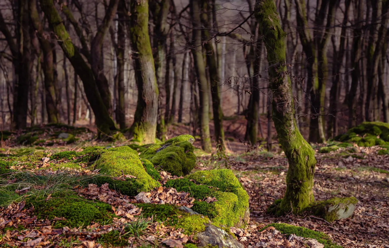 Photo wallpaper forest, trees, moss