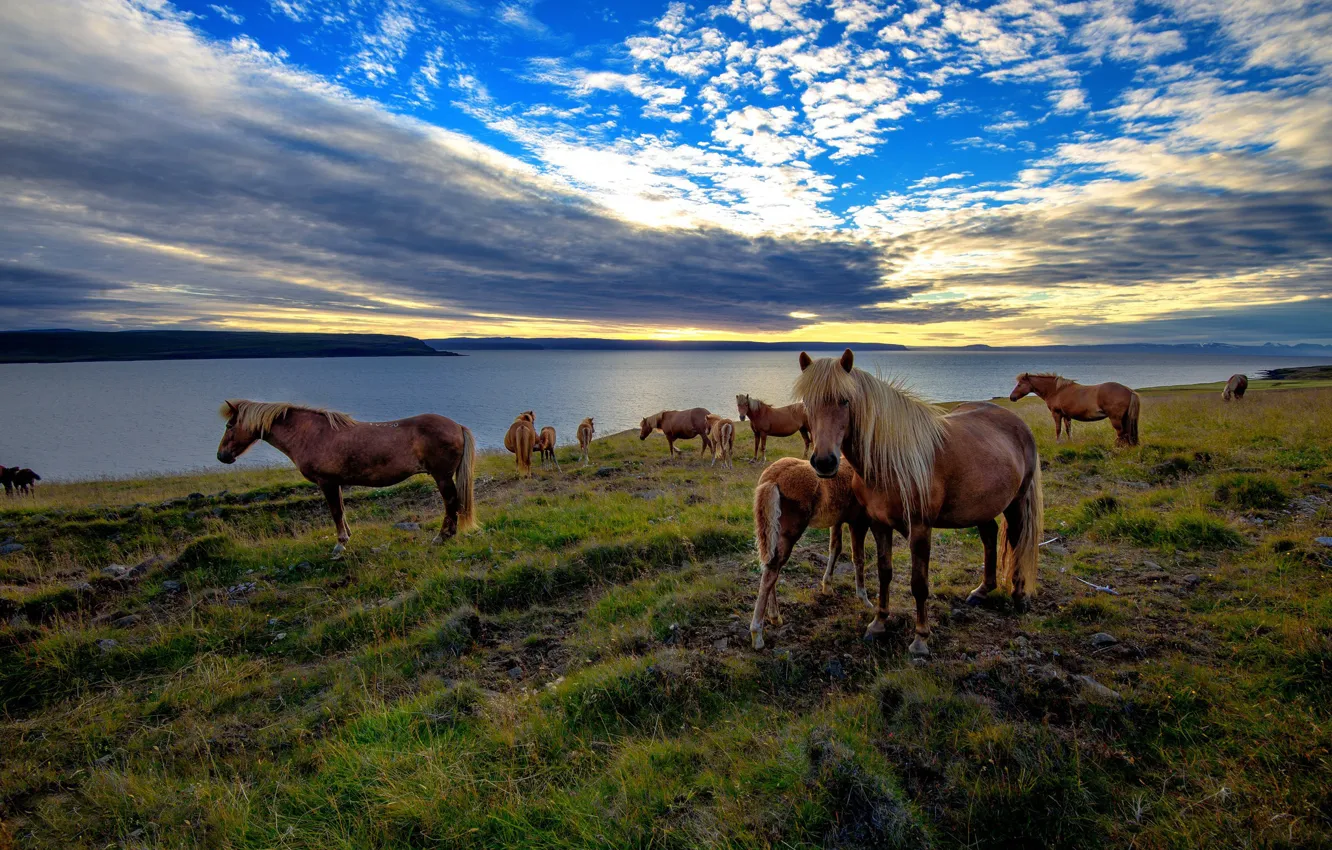 Photo wallpaper sea, sunset, horse
