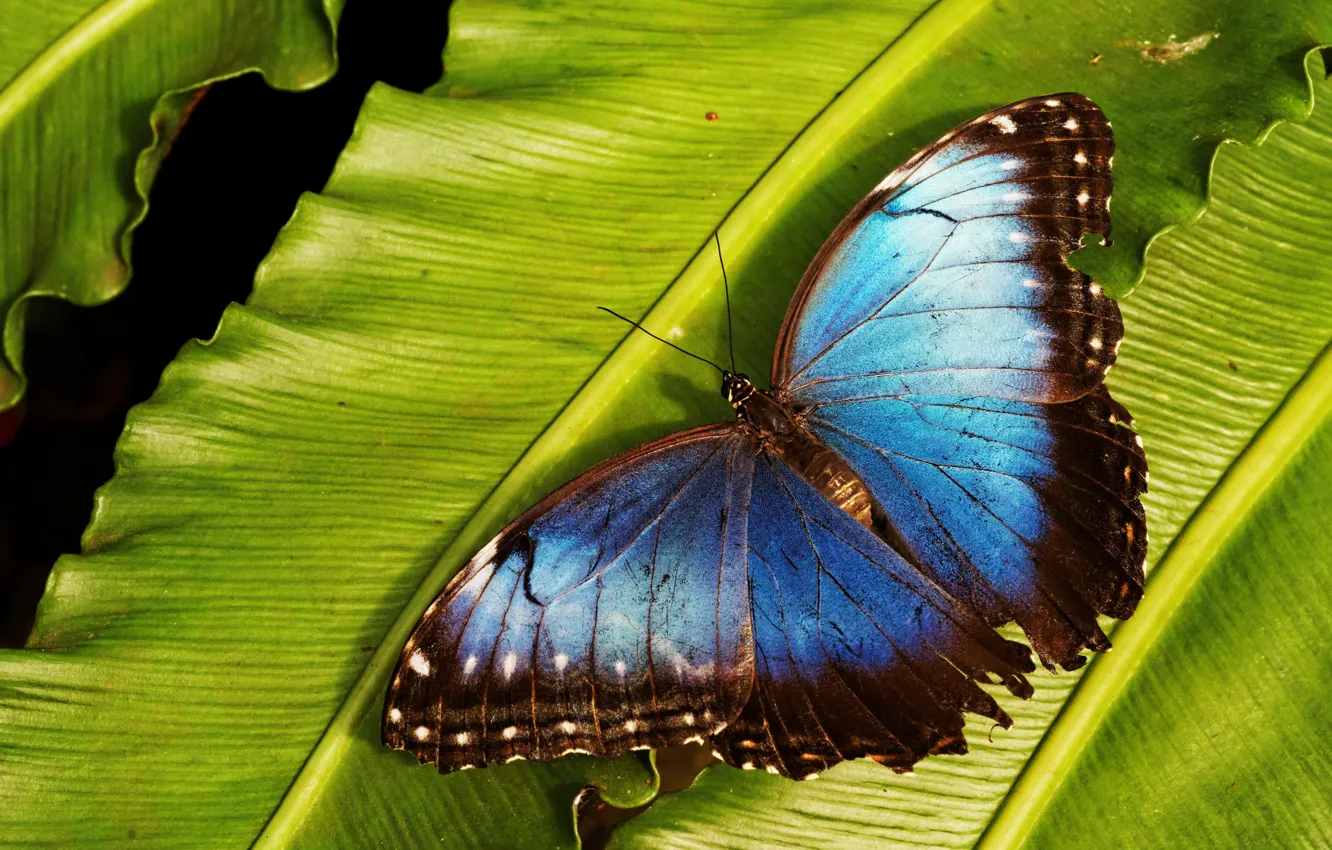 Photo wallpaper macro, blue, butterfly, leaf