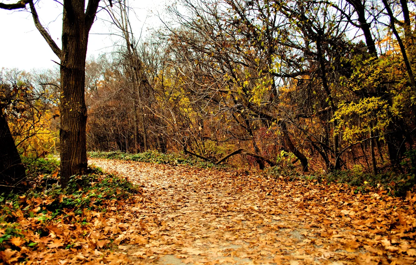 Photo wallpaper autumn, foliage, track, Nature, autumn, leaves, path, fall