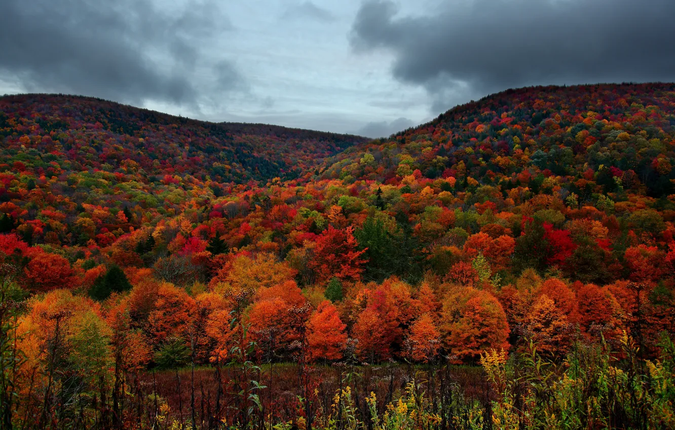 Photo wallpaper forest, the sky, trees, mountains, clouds, overcast, Autumn