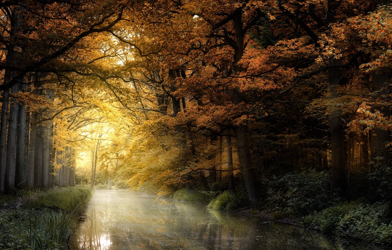 Photo wallpaper autumn, forest, light, trees, branches, pond, Park, reflection