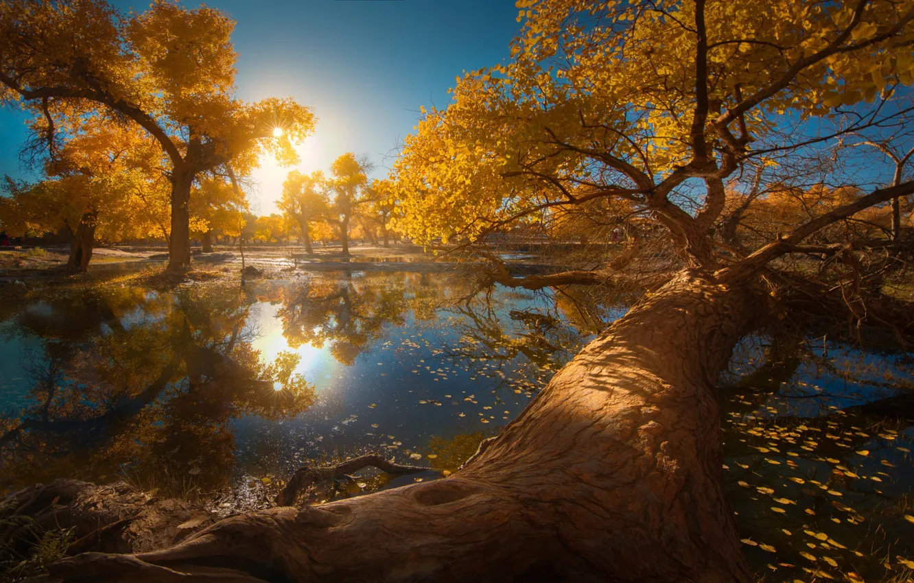 Photo wallpaper autumn, the sun, light, trees, branches, fog, lake, pond