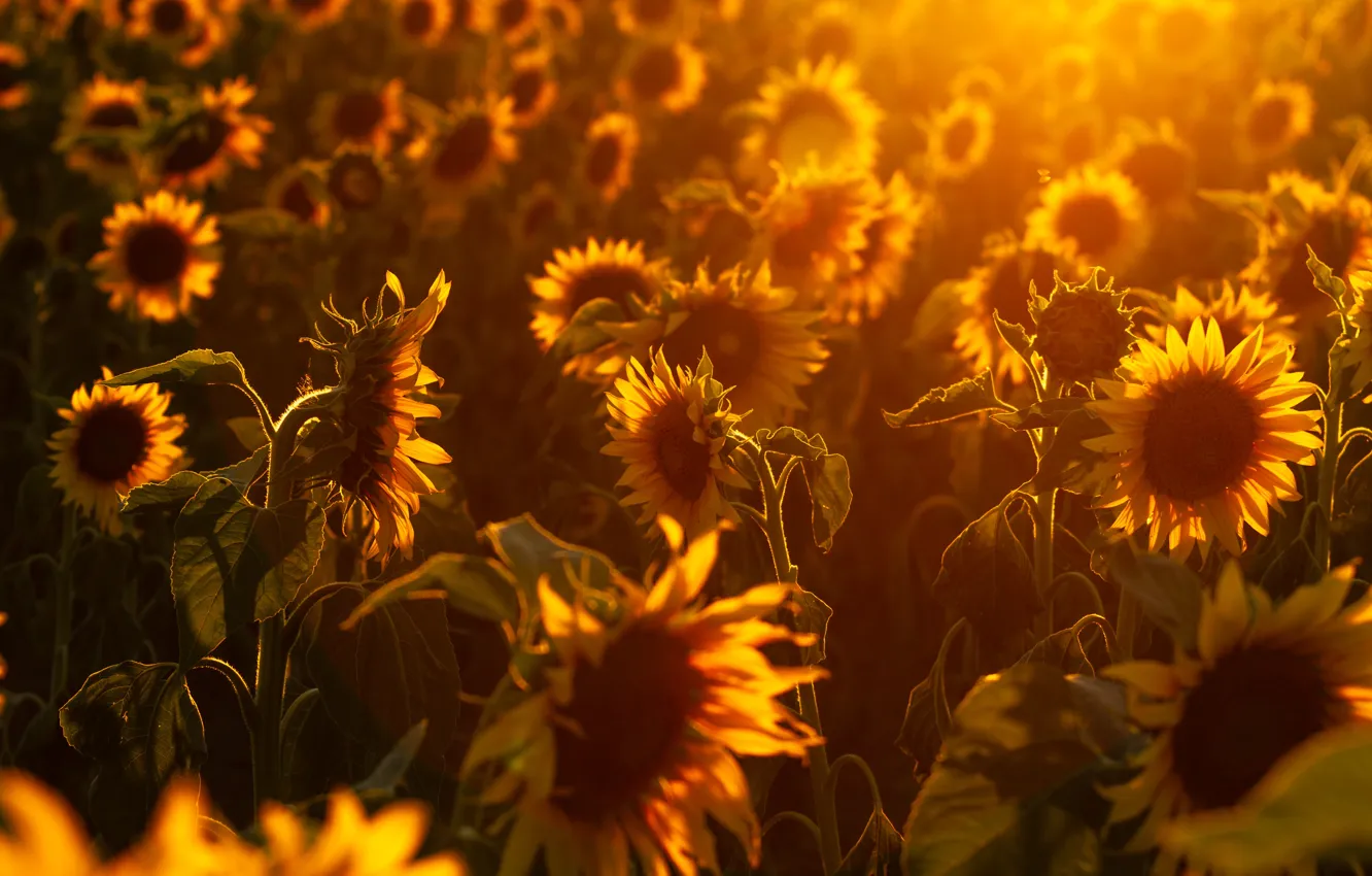 Photo wallpaper summer, light, sunflowers, nature