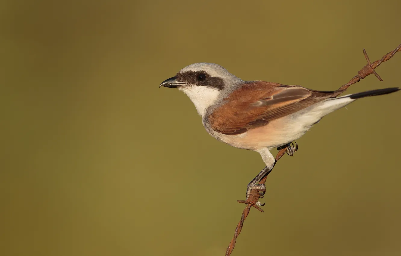 Photo wallpaper bird, wire, red-backed Shrike