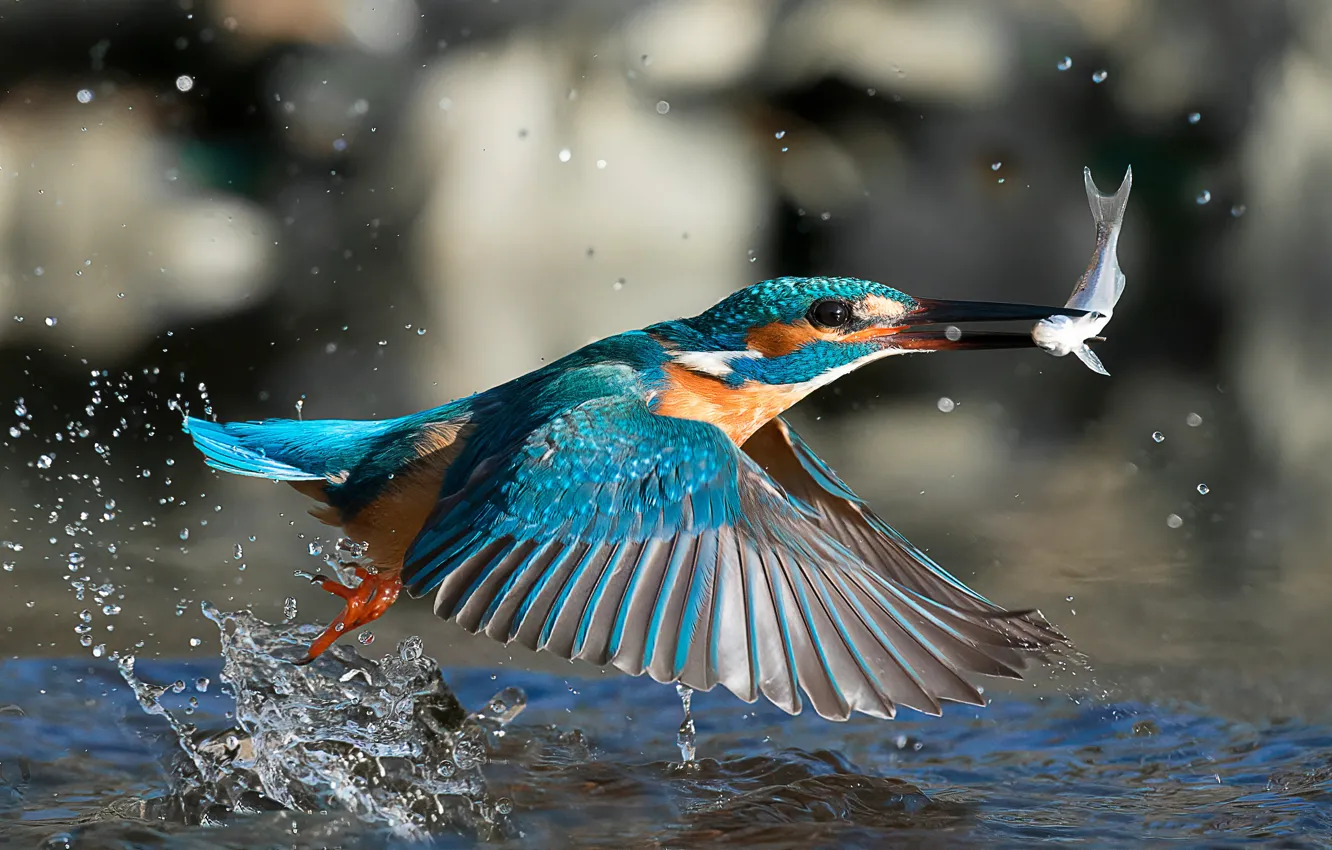 Photo wallpaper water, squirt, bird, fish, mining, Kingfisher, catch