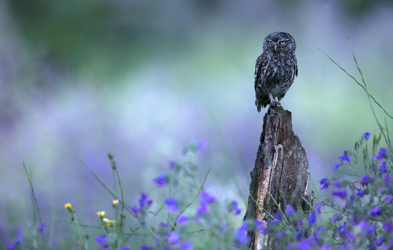 Photo wallpaper flowers, owl, stump, lilac, glade, bokeh, bird, owl