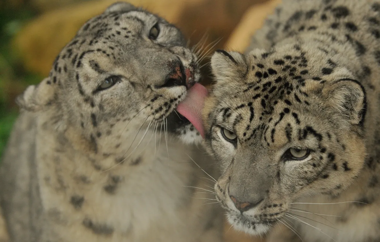 Photo wallpaper IRBIS, snow leopard, affection, a couple, snow leopard, Moydodyr