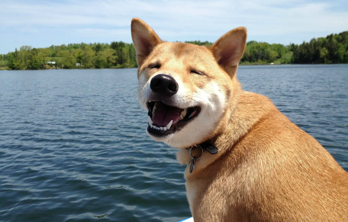 Photo wallpaper smile, mood, dog, cheerfulness