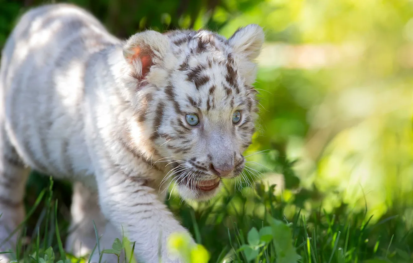Photo wallpaper grass, baby, cub, kitty, white tiger, wild cat, tiger, Svetlana Pisareva