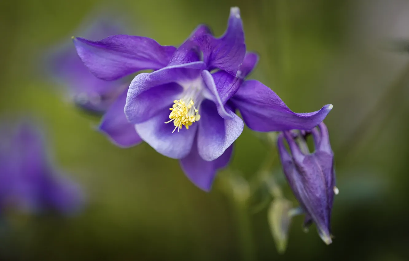 Photo wallpaper flowers, macro, bokeh, Aquilegia, lilac