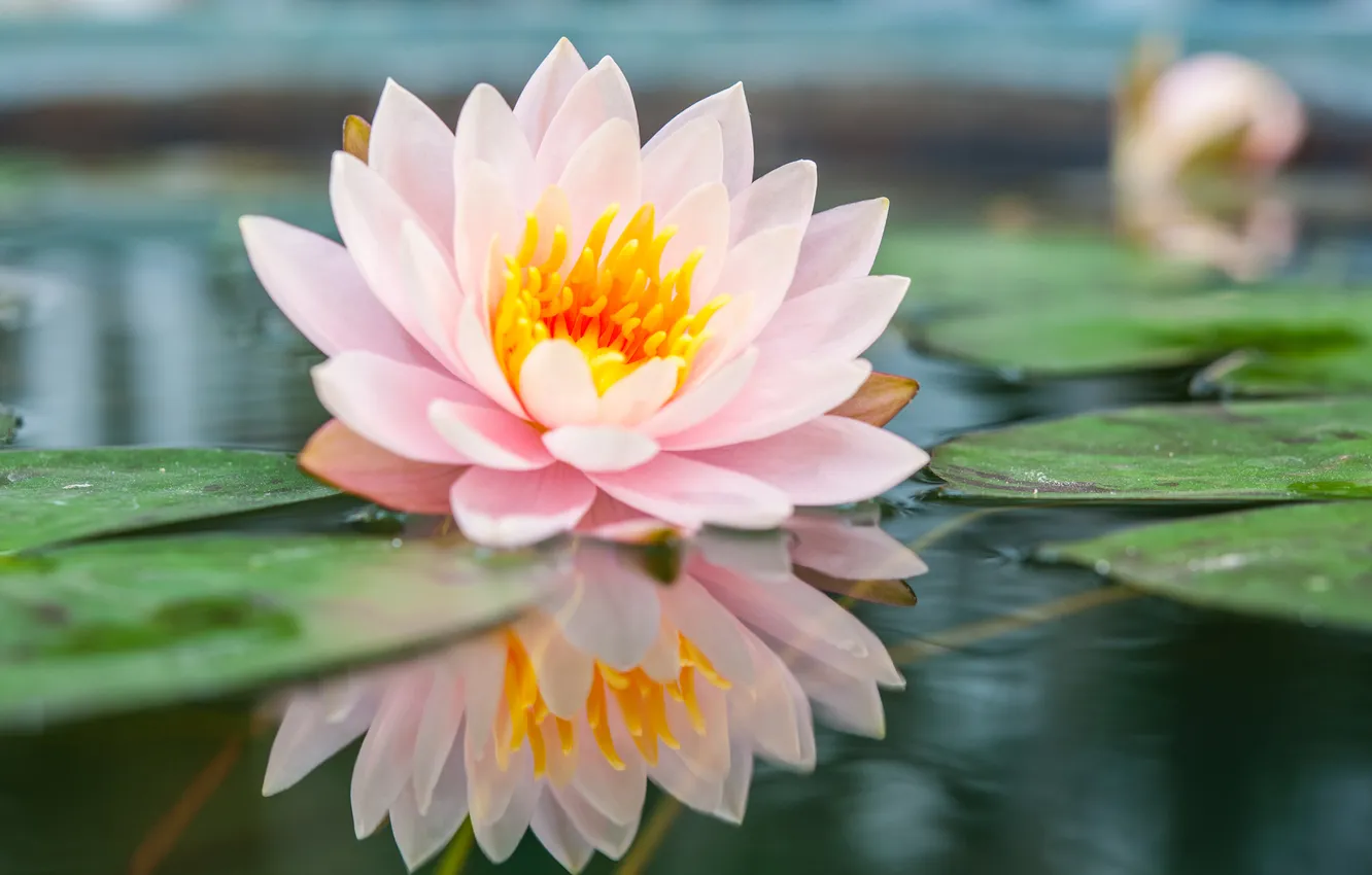 Photo wallpaper water, flowers, Lily, Lotus