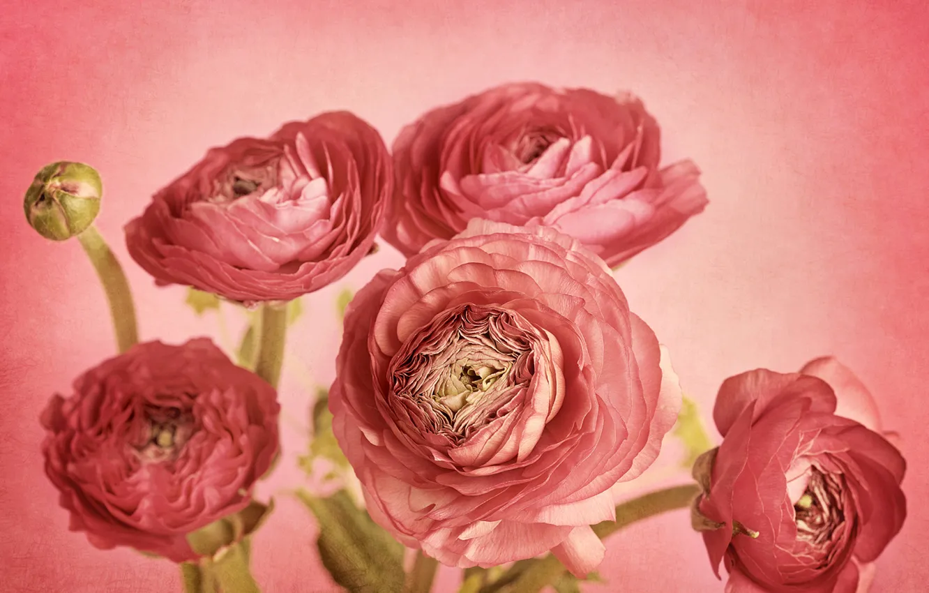 Photo wallpaper flowers, petals, Bud, pink background, picture, composition, Ranunculus, Ranunculus pink