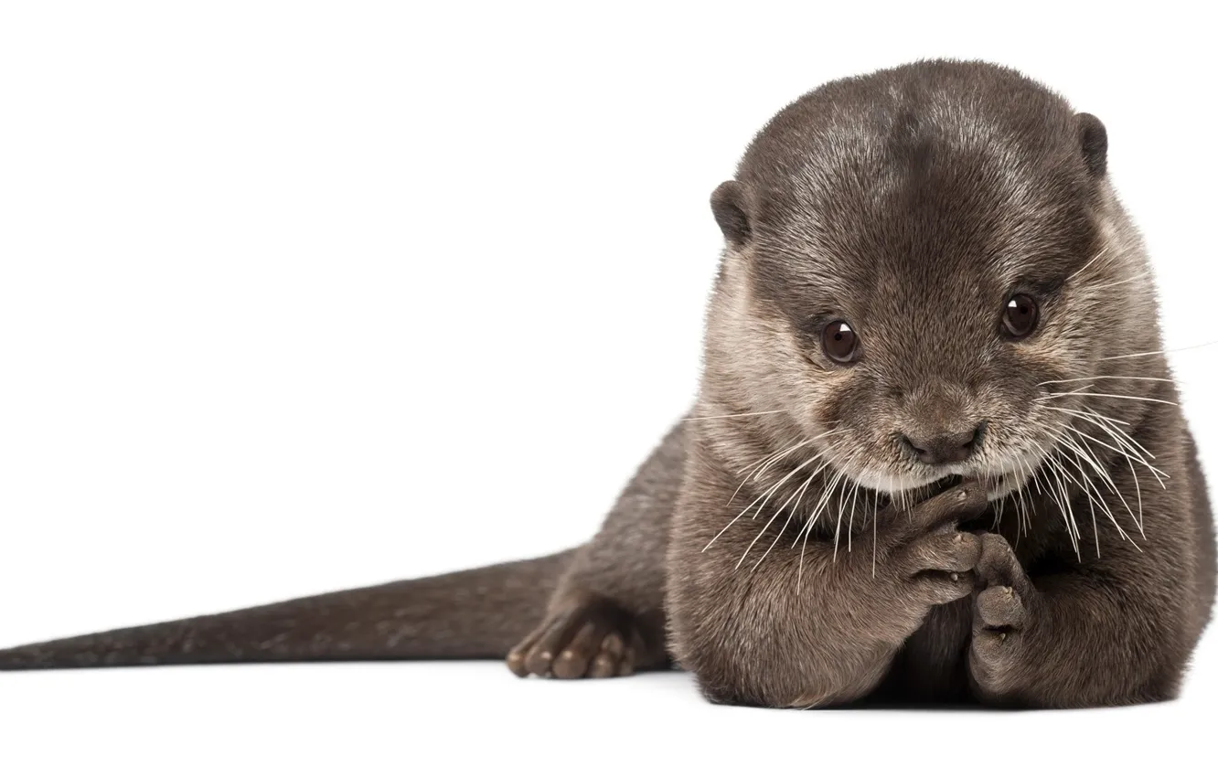 Photo wallpaper predator, fur, mammal, otter, Otter