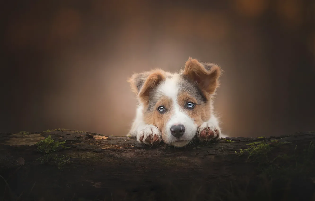 Photo wallpaper look, background, dog, puppy, log, face, Australian shepherd, Aussie