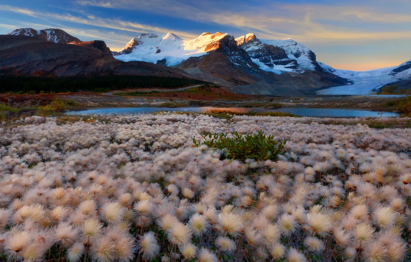Photo wallpaper the sky, snow, flowers, mountains, lake, meadow, Canada, Alberta