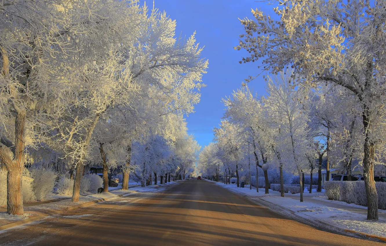 Photo wallpaper winter, frost, road, trees