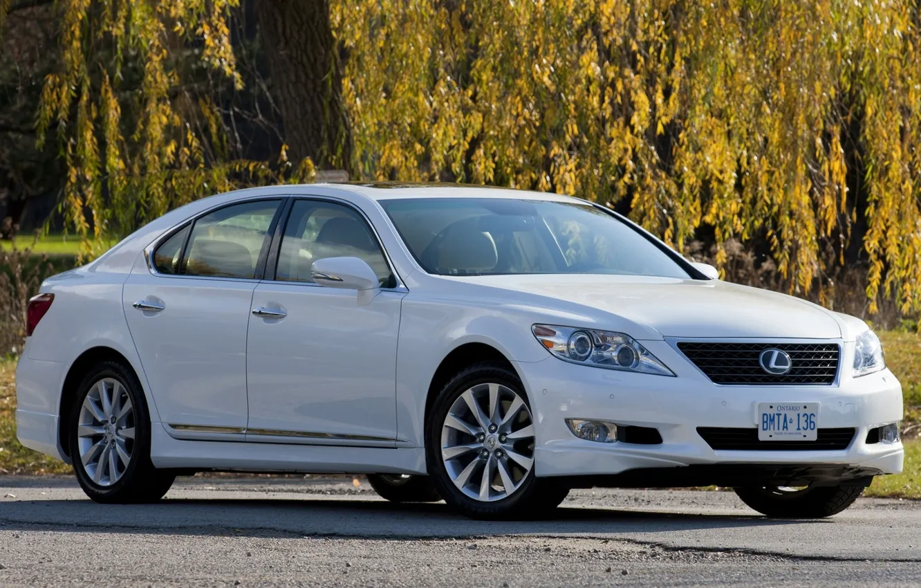 Photo wallpaper white, trees, branches, Lexus, sedan, Lexus, LS460, the front