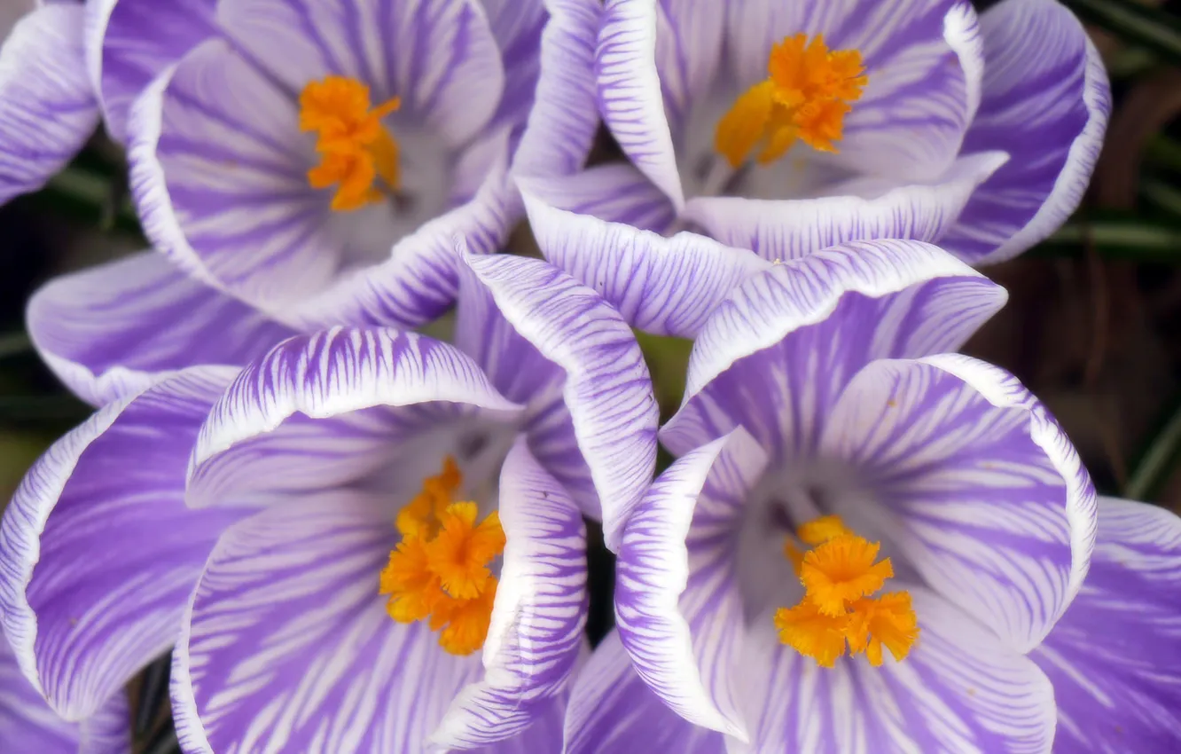 Photo wallpaper macro, petals, crocuses