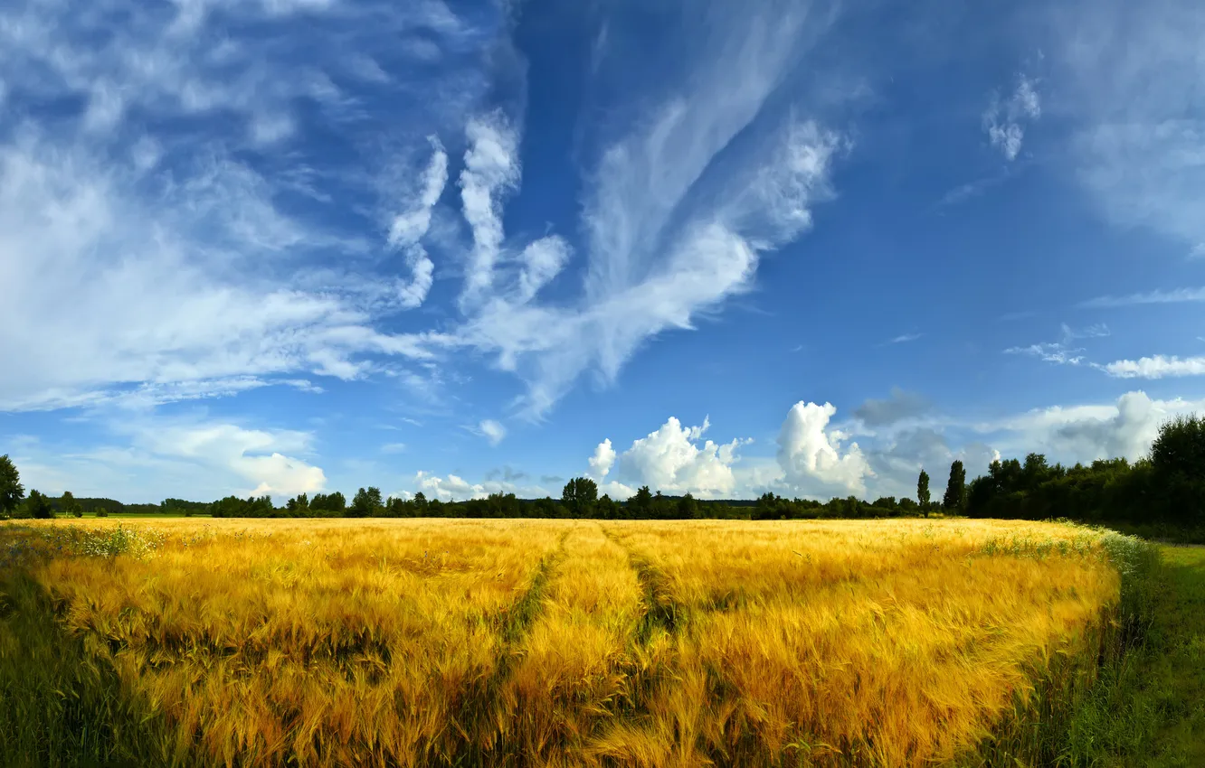 Photo wallpaper wheat, field, grass, trees, landscape, nature, photo