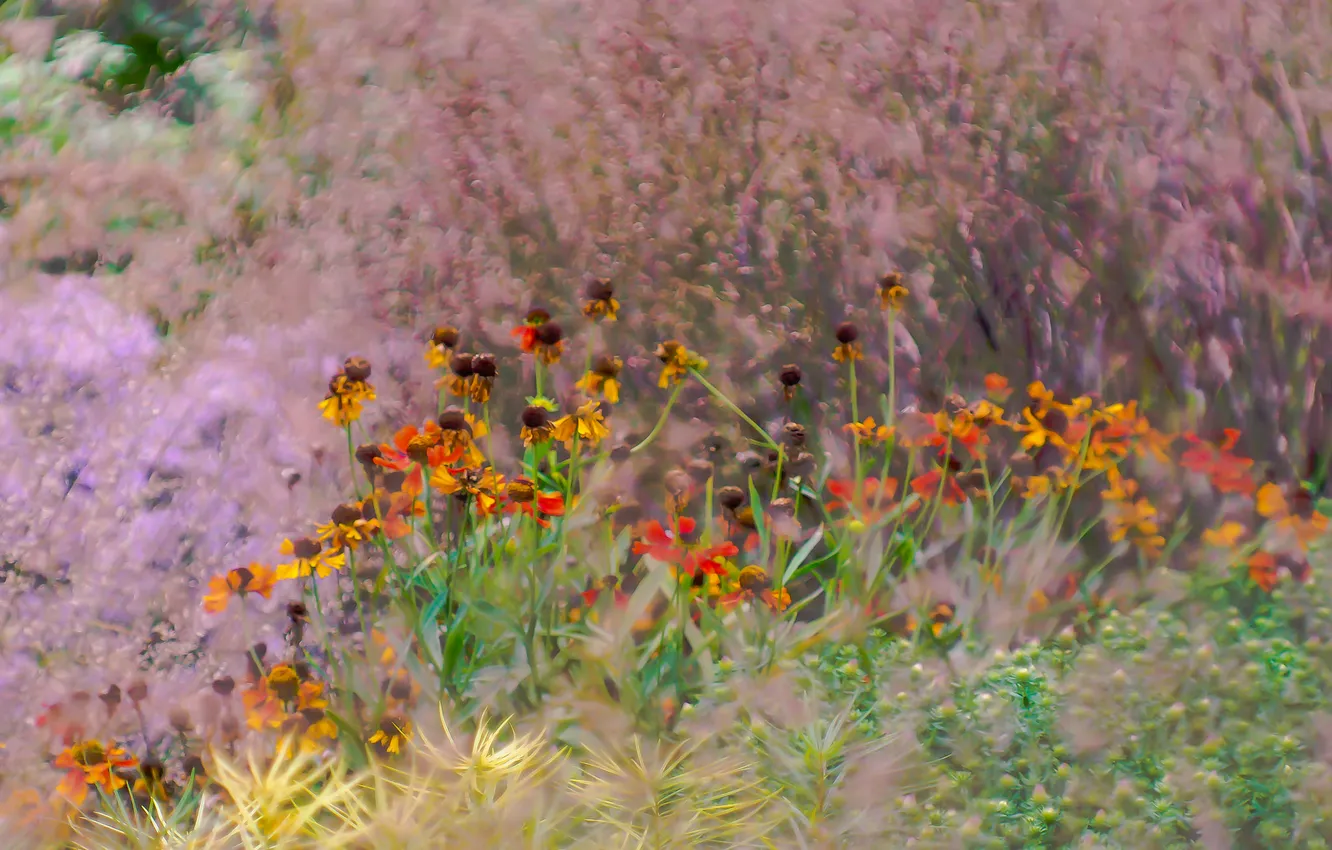 Photo wallpaper field, grass, flowers, meadow