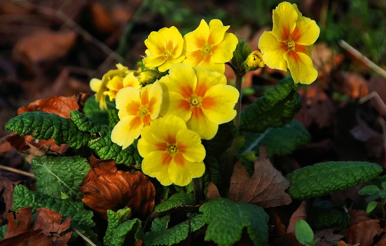Photo wallpaper flowers, yellow, earth, spring, Primula