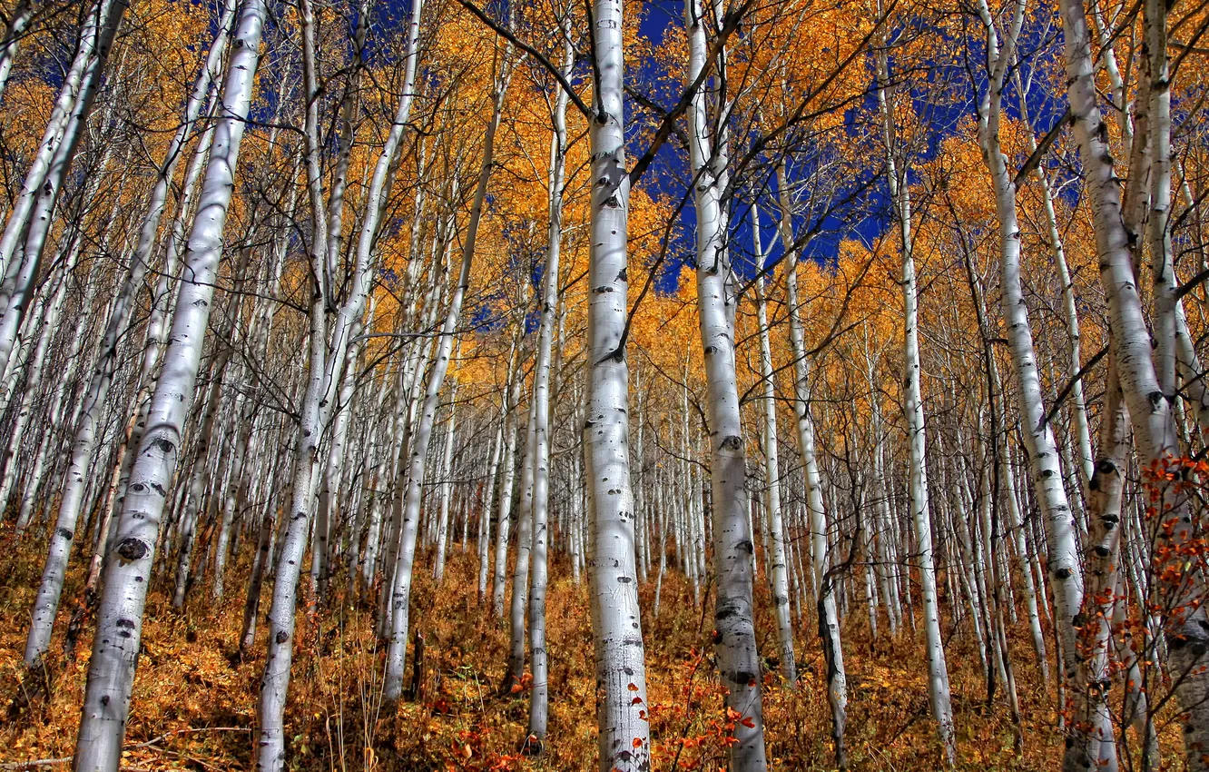 Photo wallpaper autumn, nature, grove, birch