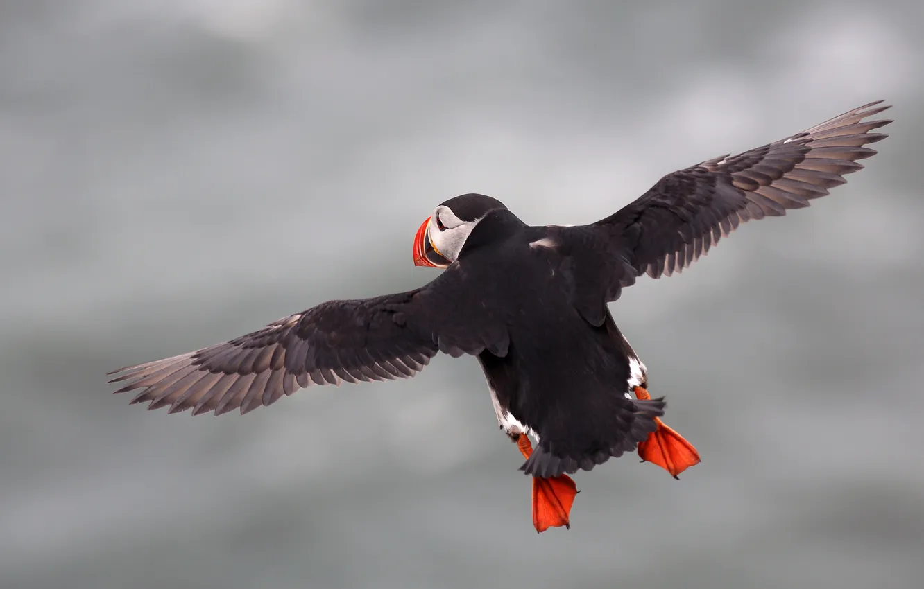 Photo wallpaper flight, Bird, flying, bird, Atlantic puffin, Fratercula arctica, Puffin