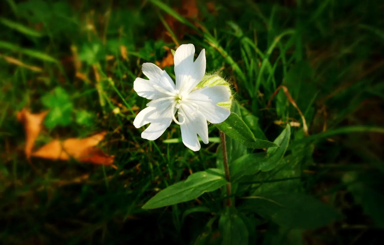 Photo wallpaper white, grass, leaves, flowers