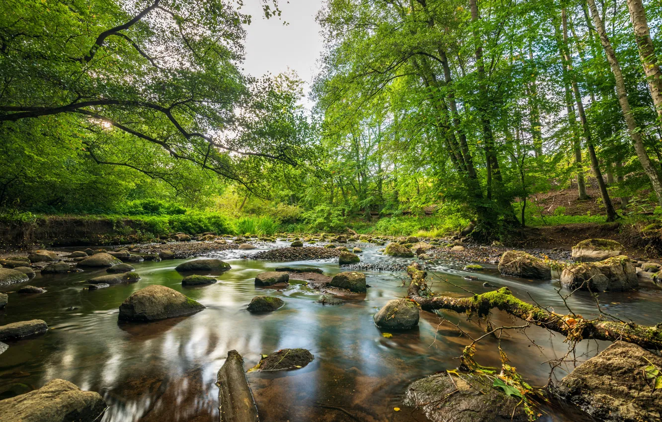 Photo wallpaper greens, forest, summer, water, trees, nature, stream, stones