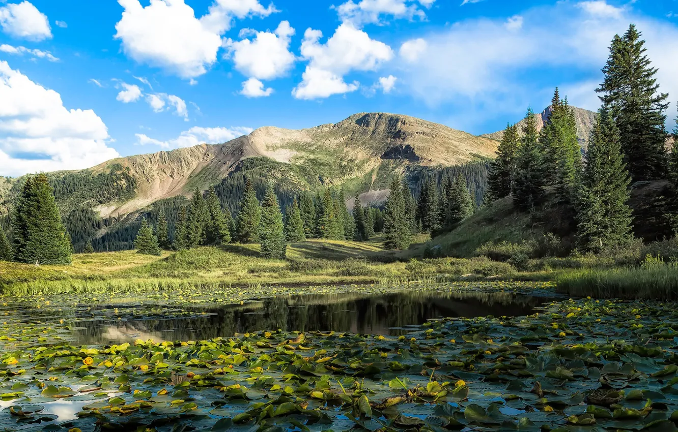 Photo wallpaper trees, landscape, mountains, lake