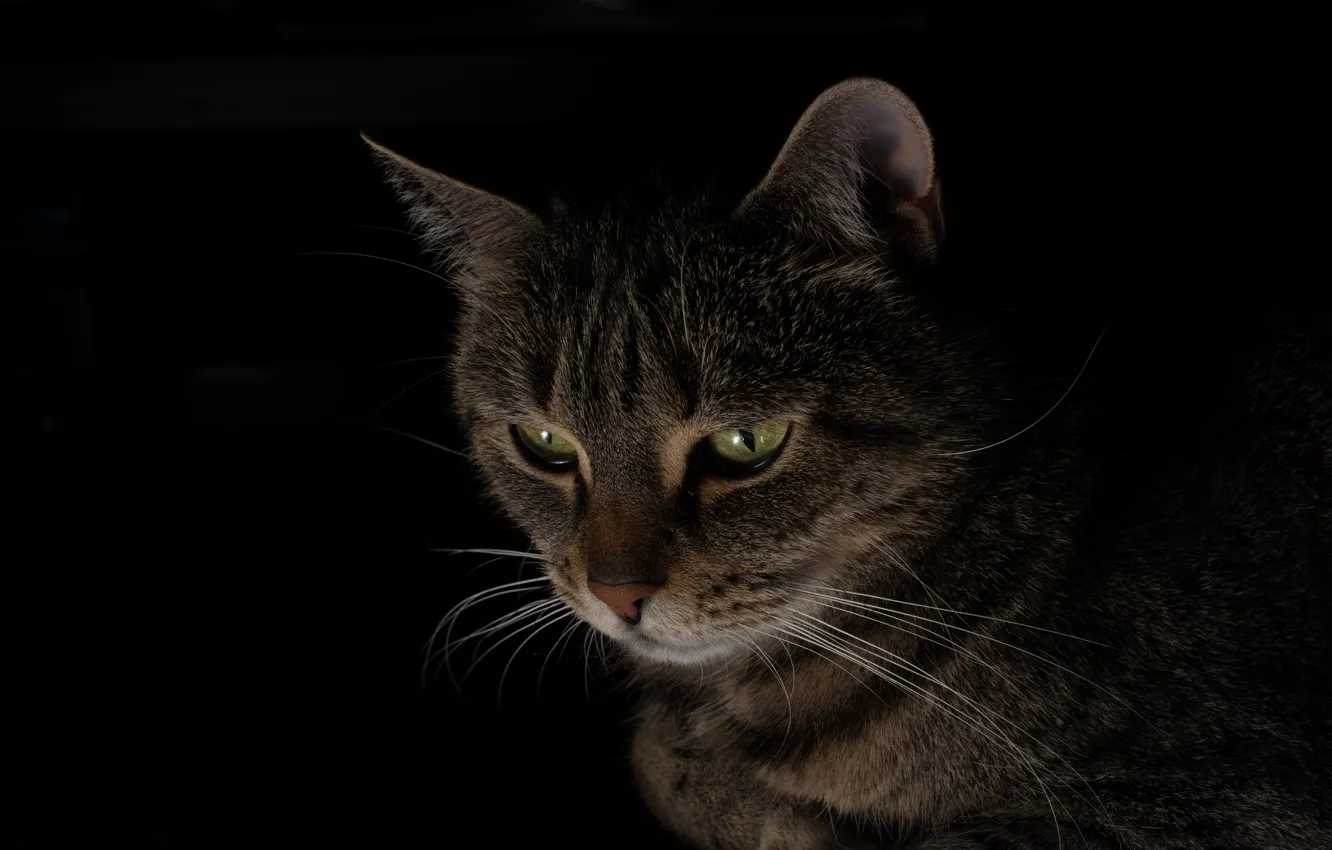 Photo wallpaper cat, look, grey, black background