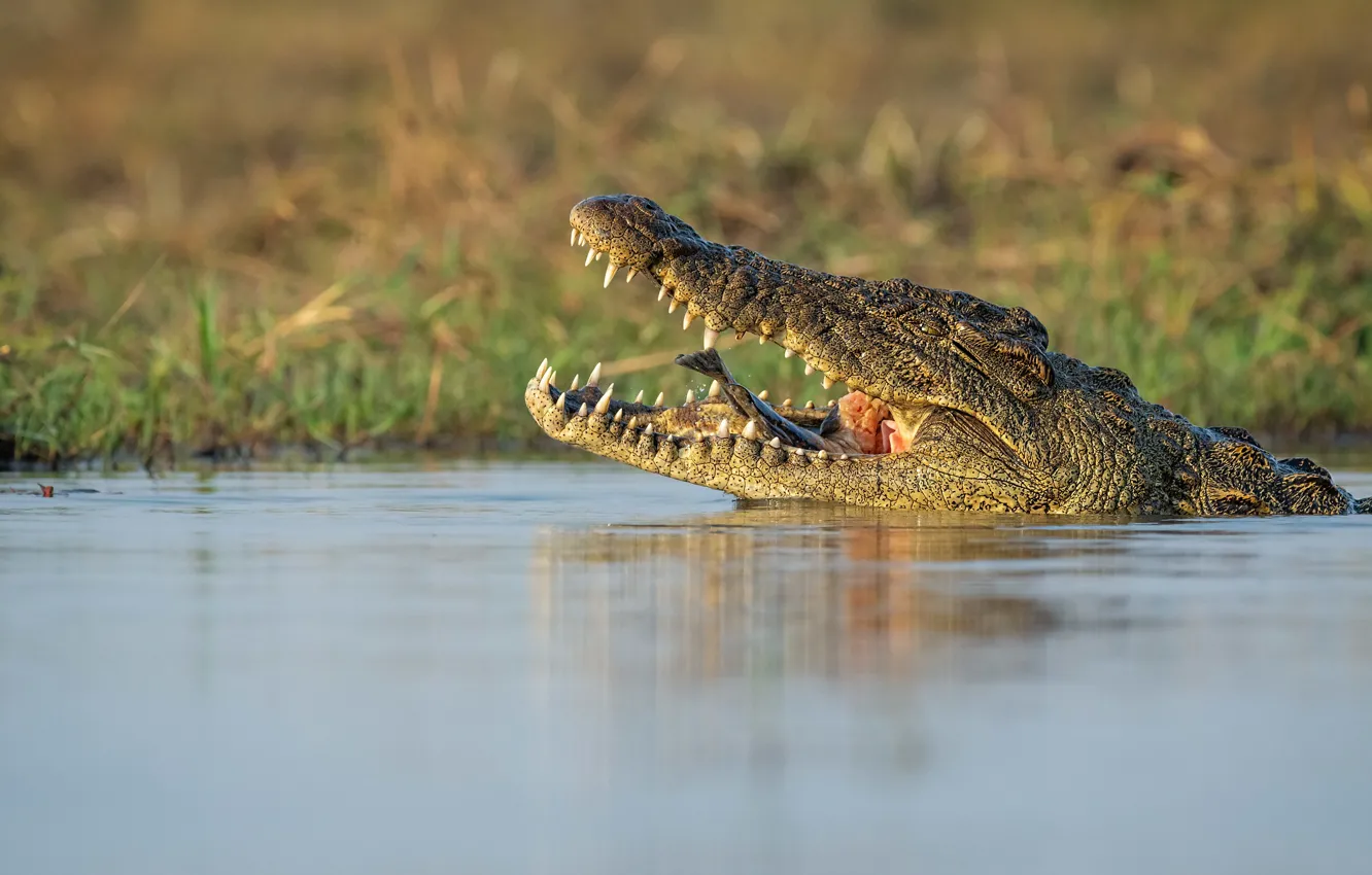 Photo wallpaper fish, predator, crocodile, mouth, pond, reptile, catch